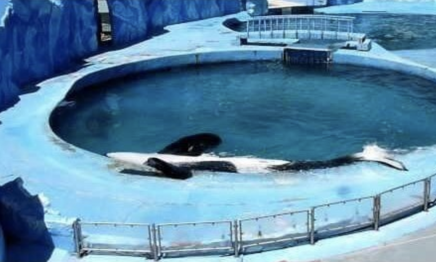 Orka Kshamenk leeft al 24 jaar alleen in een watertank; teken hier de petitie